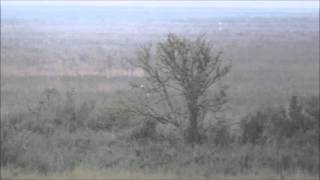 Pallid Harrier, RSPB Snettisham, Norfolk