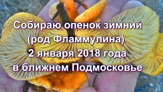 Собираю опенок зимний (род Фламмулина) 2 января 2018 года