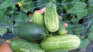 A Hand Full Of Cucumbers!🥒Growing in the garden #growyourownfood #enjoygardening #spring #cucumbers