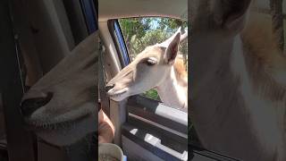 Feed the animals st the drive thru petting zoo. WISCONSIN