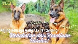 Kehebatan dan Kesetiaan Herder