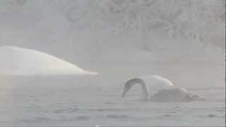 Whooper Swans Grazing in Arctic Cold Weather on a Freezing River