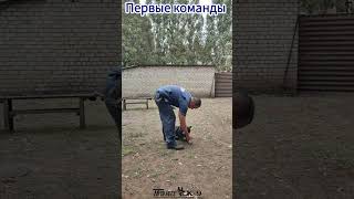 Puppy training. Дрессировка щенка немецкой овчарки. #dogtraining #puppydog #puppy #puppyvideos #gsd