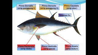 Dadang Sudarmin-Biologi Perikanan Kelas X NKPI-SMKN 2 Subang-Morfologi Ikan Part 2#pkgtkjabar