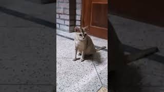 Cute kitten #cat #kucing #cute #kucinglucu #catlover #kitten #shortvideo