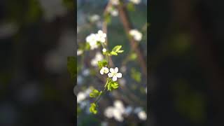 Beautiful Flower Blossom ! Flower । Nature । Beautiful  #shorts