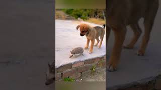 When a dog meets a small thorn #ytshorts #youtubeshorts #shorts #short