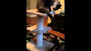 More catnip videos