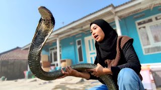 সবথেকে বড় বিষধর সাপ কিং কোবরার অজানা রহস্য | Largest Venomous Snake King Cobra Facts