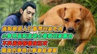 民間故事：黃狗被惡人打傷帶回家吃肉，小夥見黃狗流淚心善救回家醫治，不料黃狗卻徹夜狂吠，隨後的事情小夥徹底傻眼