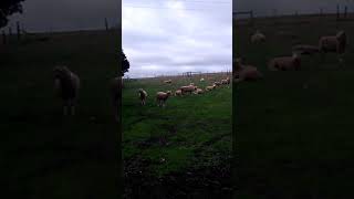 Sheep sneezes a lot