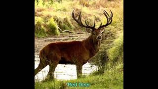 Red Deer hunt p6 #animals #hunting #cringe