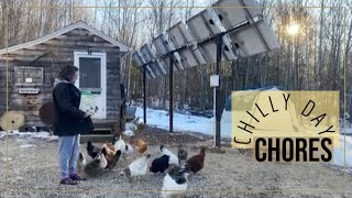 Realizing What Chickens Do For Us | Raising Healthy Chickens