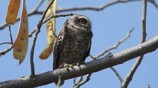 Spotted Owlet