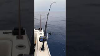 Big FISH Taking drag brakes my rod #shorts