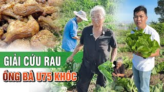 Giải cứu Vườn Cải Ông Bà Lão U75 Vứt Bỏ Cánh Đồng "phù phép" 1000 bữa ăn miễn phí | Phong Bụi