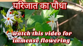 Parijat plant / night jasmin/ harsingar. परिजात के पौधे में ढेरों फूल कैसे पाएं?