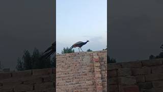 Peackock short #birds #youtubeshorts #peacock #shorts #viralvideo #youtube #animals