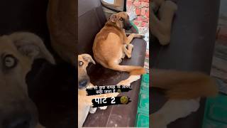 🫵🫵🫵इसको देखकर हंसी ना रोक पाओगे🙏🙏🙏😹😹😹🤩🤩🤩🫡🫡 #viral #comedy #dog #viralshort #funnyvideo #doglover