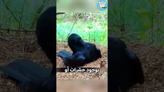 لماذا تحتاج الغربان إلى النمل؟ 🤯 حقائق | غريب | مثير