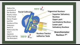 3 MINUTES ANATOMIE DU NERF FACIAL 7 Motricité faciale