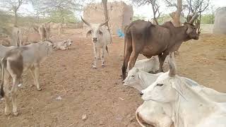 Bulls & Cows Relaxing in a Picturesque Pasture