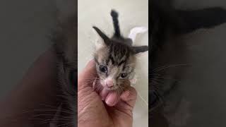 Kucing Lucu Gemoy #tiktok #trending #viral #shortvideo #tiktokvideo #feedshorts #tiktokviral #pororo