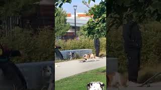 Bulldog caught stealing a skateboard