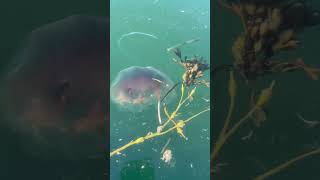 MAINE Jellyfish in Casco Bay #jellyroll