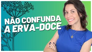 Benefícios e usos surpreendentes da ERVA-DOCE ⚠️ Erva-doce NÃO é funcho⚠️