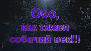 О, как тяжёл собачий век...