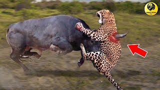 The arrogant Leopard constantly receives fierce attacks from the Buffalo herd | Wild Animal fight