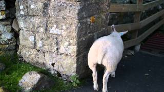 A Butt-Scratching Yorkshire Sheep at YHA Grinton Lodge