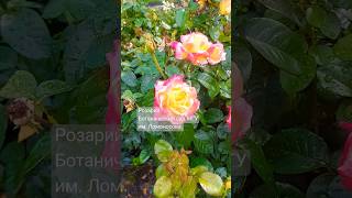 29.07.24 Розарий. Ботанический сад им. Ломоносова ⚘️🌺☘️🌱#shorts #москва #garden #flowers #rose