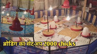 मुर्गी के चिक्स पहिला दिन / 1st day of poultry chicks 🐥