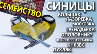 Семейство синиц и их соседи