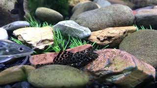 Fish tank with stones