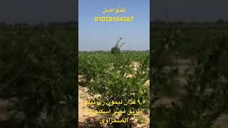 من افضل مزارع طريق مصر اسكندرية الصحراوي