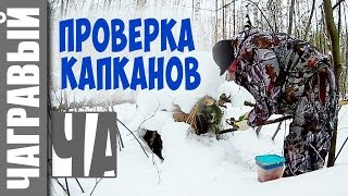 Проверка капканов. Новая камера. Были ли зайцы?