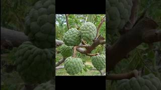 Sugar Apple #sugar_apple