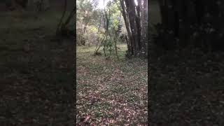 Masai mara kenya safari Leopard walking in thr wild forest #masaimara #flyingbeast #naturalhabitat