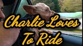 Charlie the Runaway Yorkie Goes For A Ride