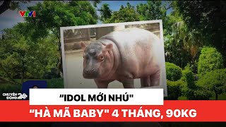 "Hà mã baby" ngôi sao mới nổi tại vườn thú Hà Nội, 4 tháng tuổi gần 90kg | Việt Nam hôm nay