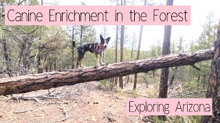 Canine enrichment/parkour in the forest