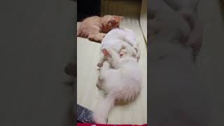 cute baby cat funny videos | kittens meowing |shorts  #cat #kitten #cutecat #meow #meowing