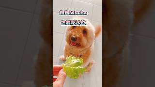 狗狗Mocha也爱吃沙拉｜Mocha the dog also loves salad #golden doodle