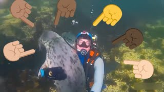 THIS SEAL LOVES TO HUG PEOPLE UNDER WATER 🌎🌊❤