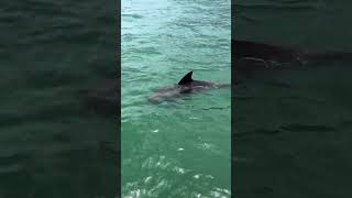 🐬 Dolphin Encounter in Miami Bay | Aquarius Boat Rental 🚤