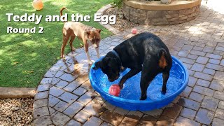 Teddy and the Egg - Round 2