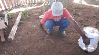 Permaculture in Curaçao - Eco Village SOL - hexagon